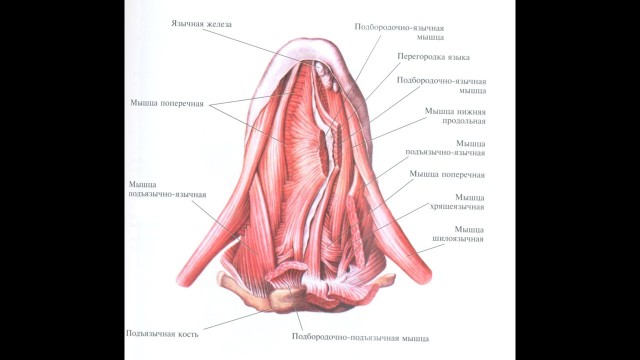 60 удивительных фактов о природе