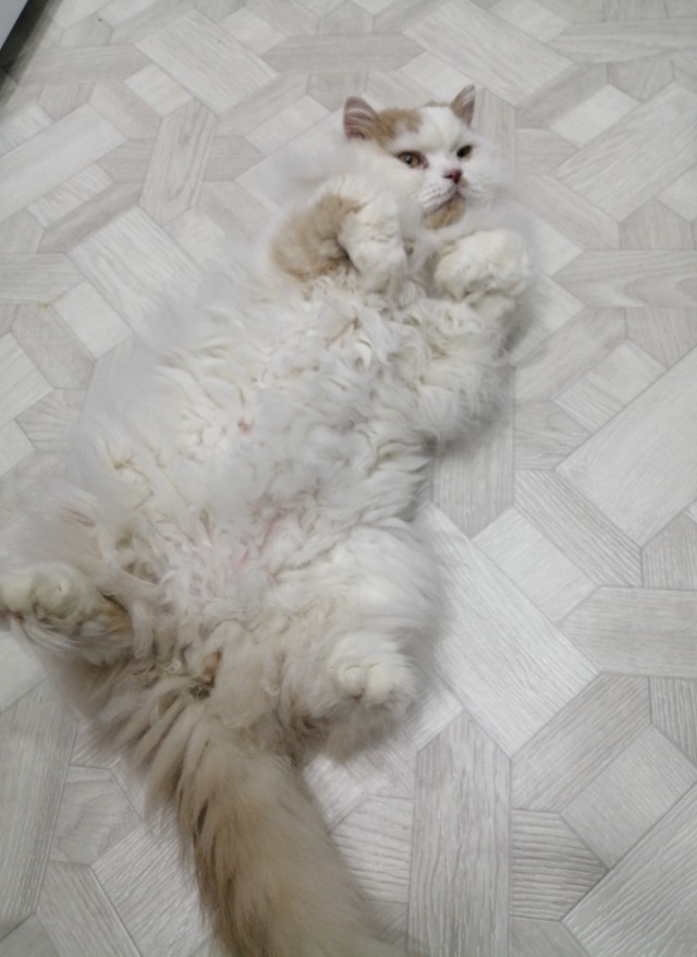 Котовторник. Поговорим о кличках, друзья