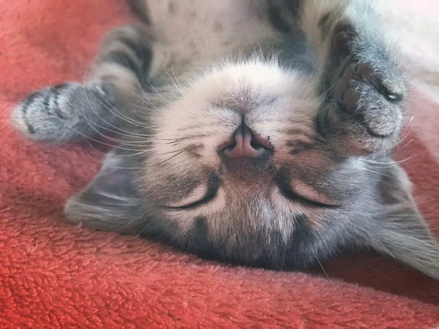 Разные котики