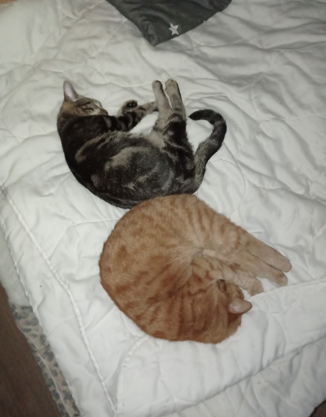 Солнце котовторника уже встало, Господа!