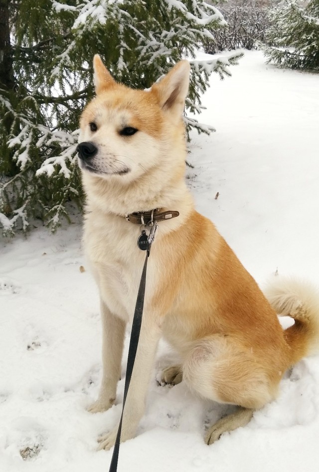 Собакочетверг