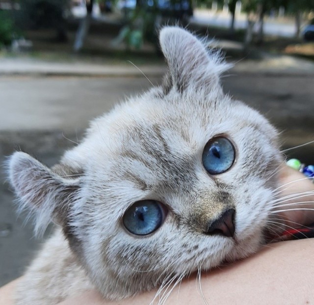Котовторниковское