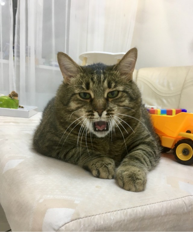 Котовторнику посвящается