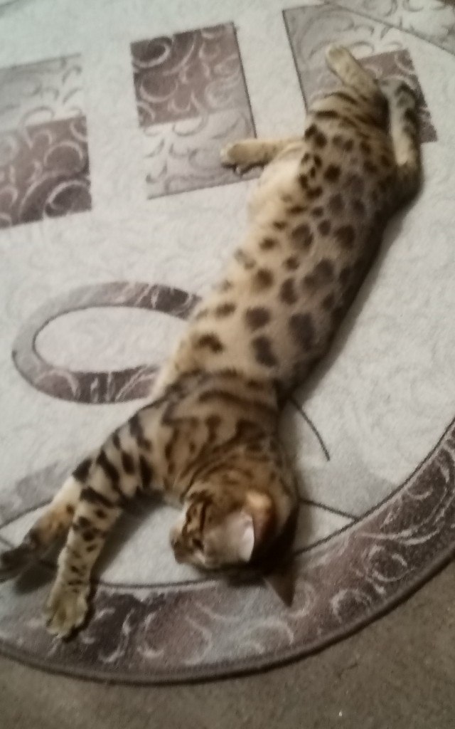 Вчера на Авито. Отдают сокровище бесплатно!