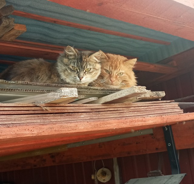 Котовторник! Пара фоток суровых котов.