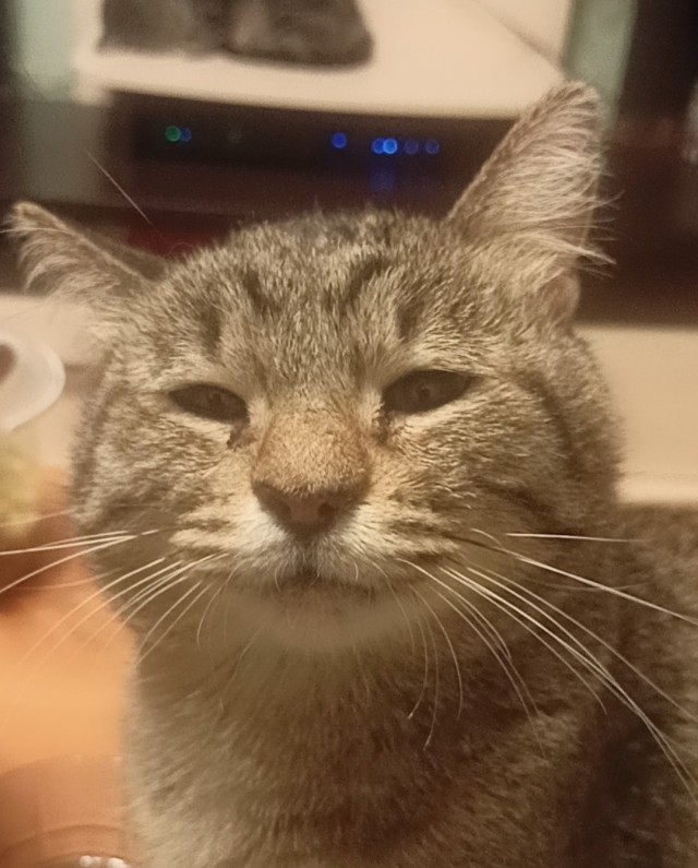 Котовторник 18.10.22