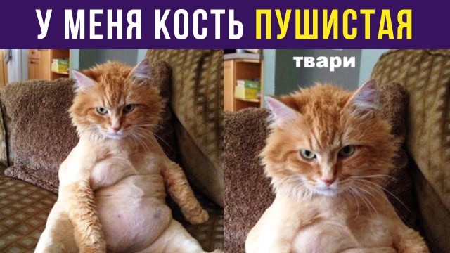 Зажировка Тимофея идёт по плану