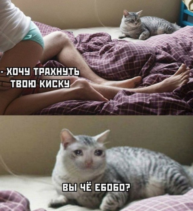 Баянистых и не очень картинок