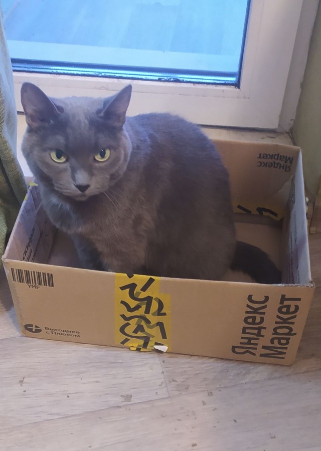Коточетверг!