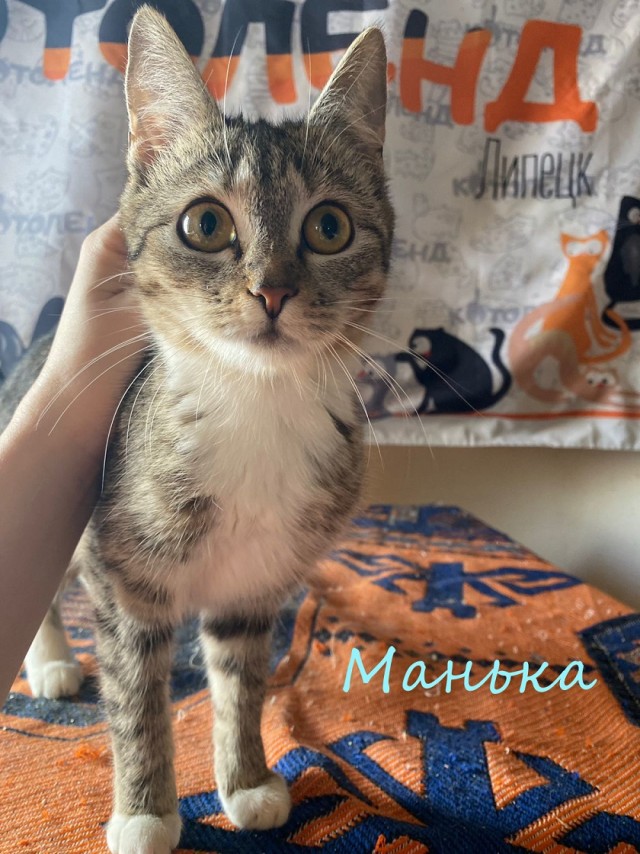 Жизнь домашнего приюта "Котоленд" 378