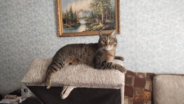 Котовторнику посвящается