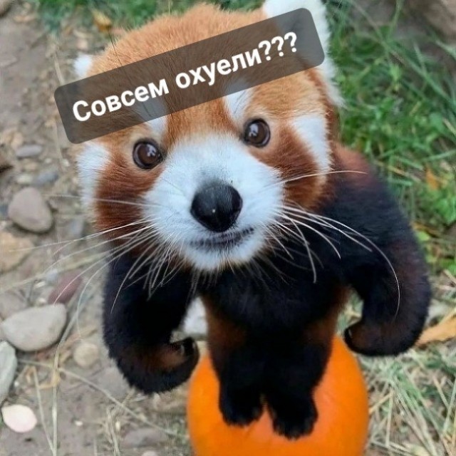 Только начал быть котом, и уже чот как–то подустал
