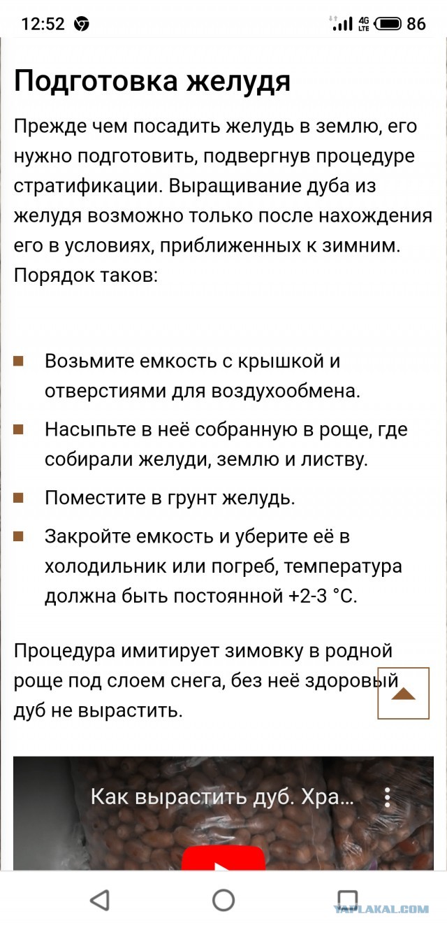 Просто про помидоры
