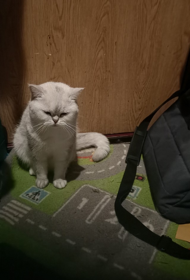 Походу мой кот бухает втихаря