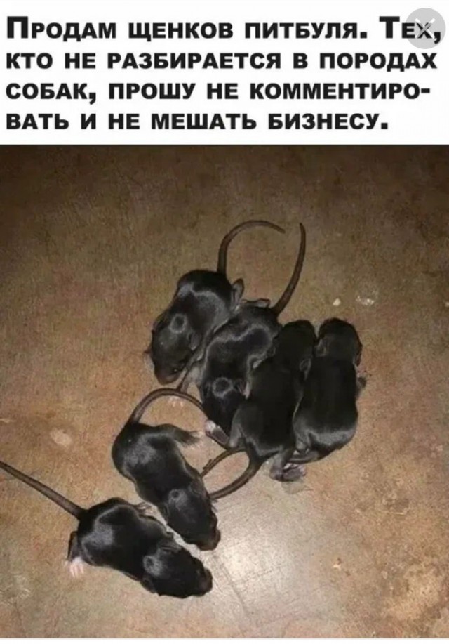 Доберман с авито