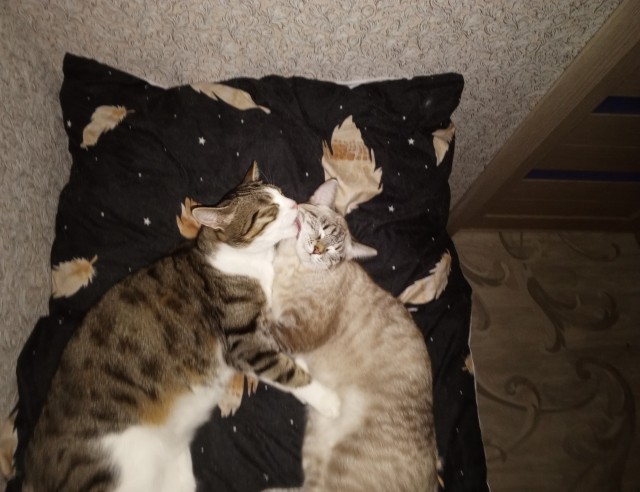 Позы для сна у кошек - что они означают?