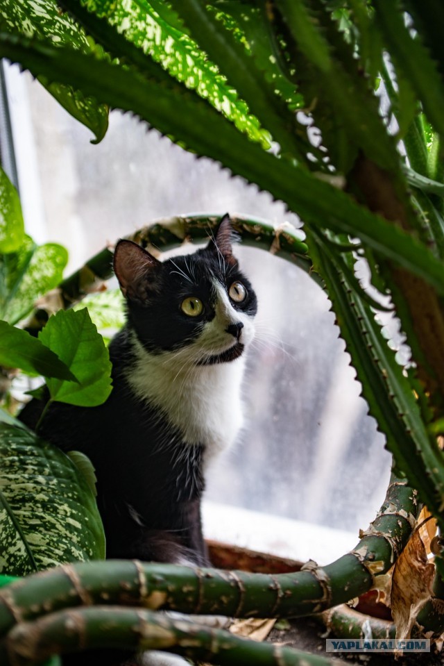 Кошка Вася.