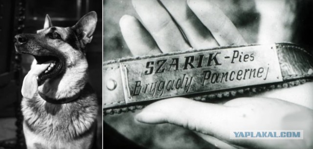 5 отличий между немецкой и восточно-европейской овчаркой