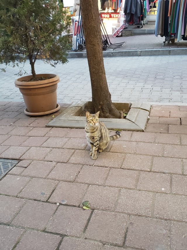 Стамбульские котики