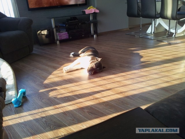 Фокус с хвостом! Кто сможет повторить..?