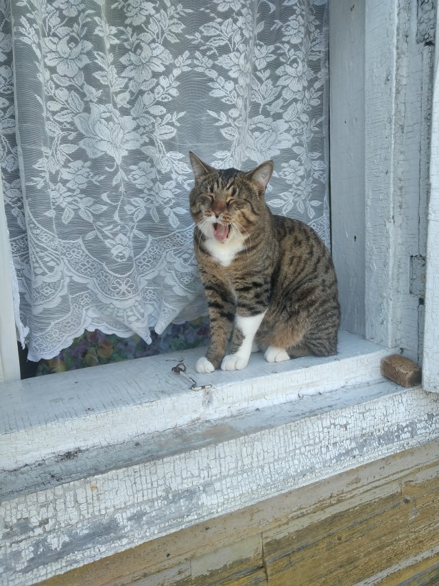Котовторник в картинках