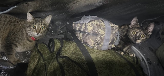 С Котовторником!