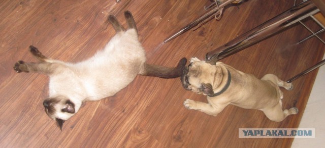 Про маленьких жалких собачек