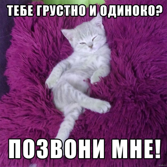 Котовторник в картинках