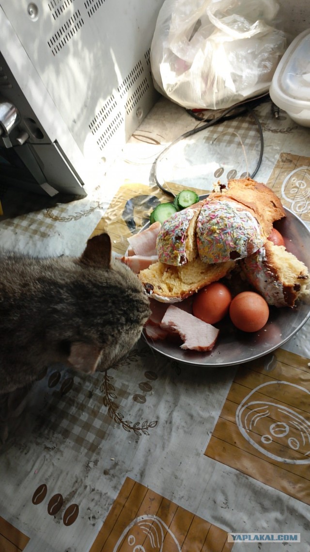 Нефотогеничный кот