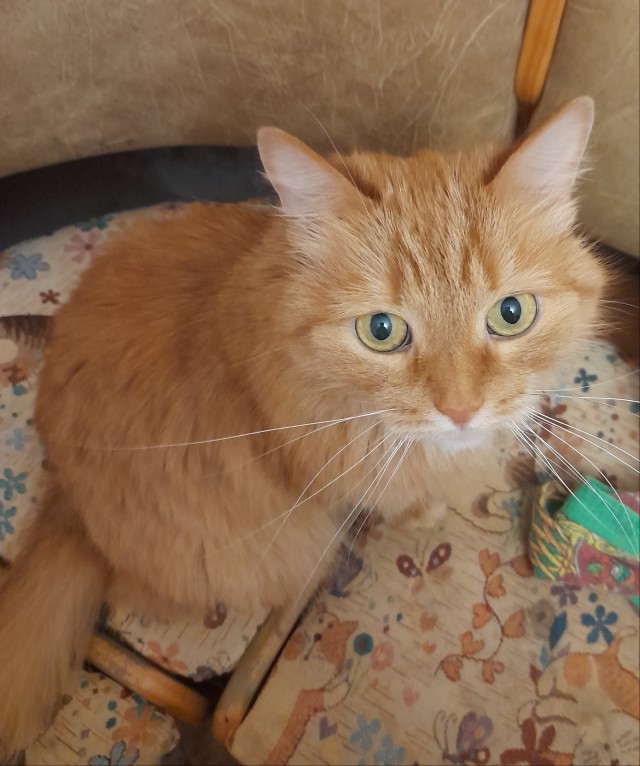 А я не смог без котика.