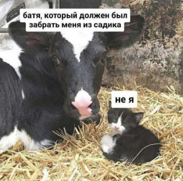 Картинки для деградации 109 (разной степени свежести)