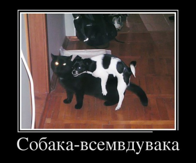 Самая милая собака на свете