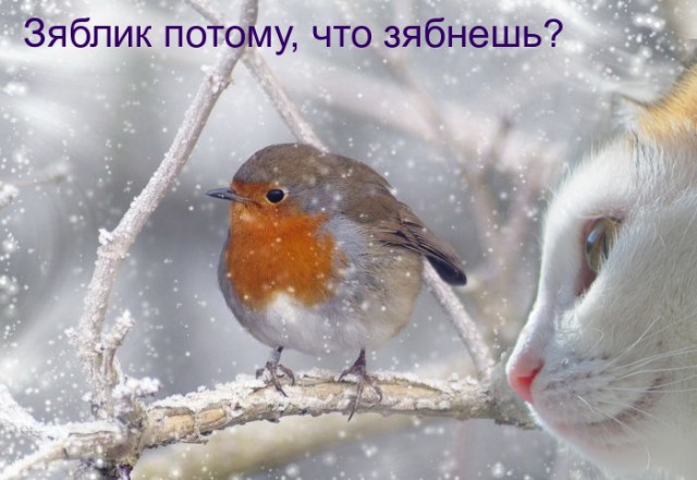 Котовторник  10.12.2013