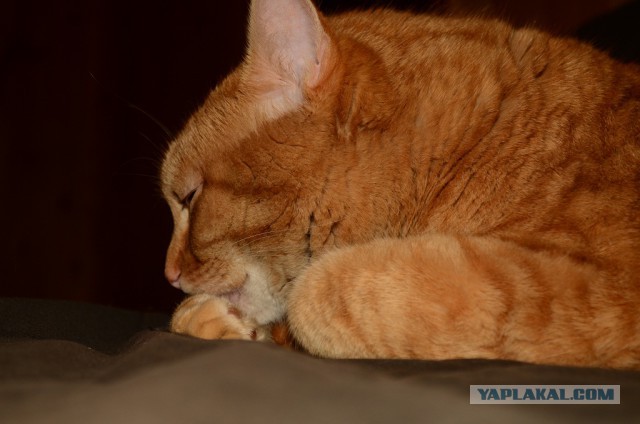 Котовторник 4.02.2014