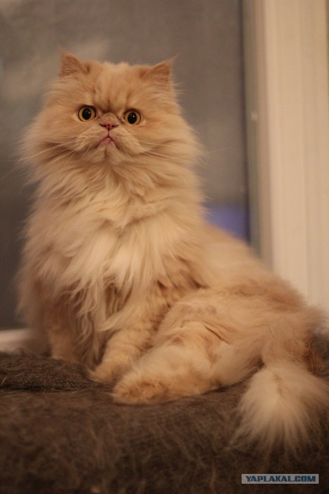 Котовторник 25.02.2014