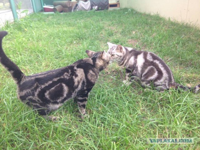 Котовторник 25.02.2014