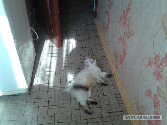 Котовторник 01.04.2014