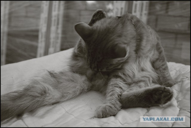 Одна булочка на двоих