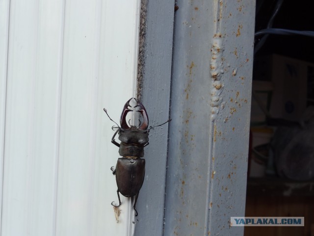 Редкий жучара