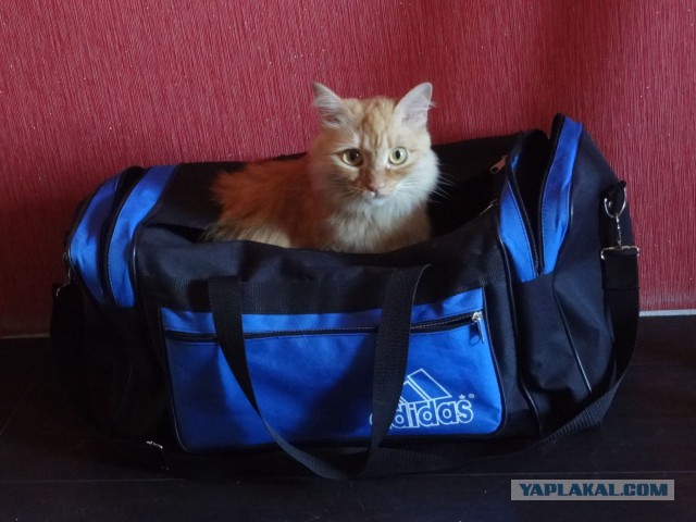 Котовторник 26.08.14.