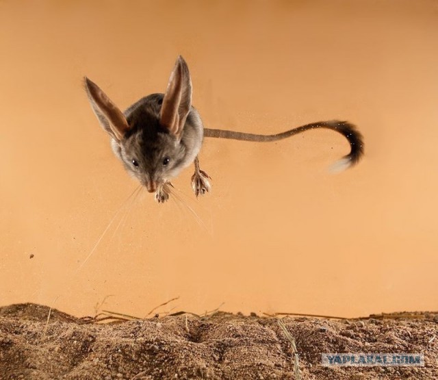 Плюсомет со шпалометом