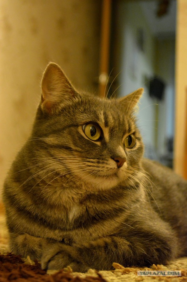 Котовторник 23.09.2014.