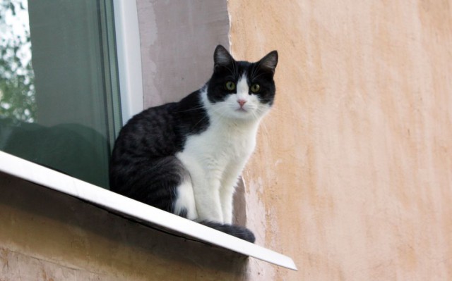 Котовторник 30.09.2014