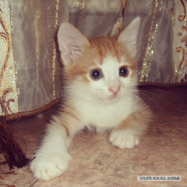 Про Тучку, которая стала Дымкой