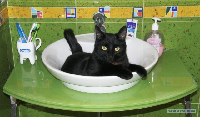 День кошек в России