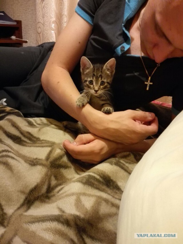 Шестеро маленьких котят из сумки