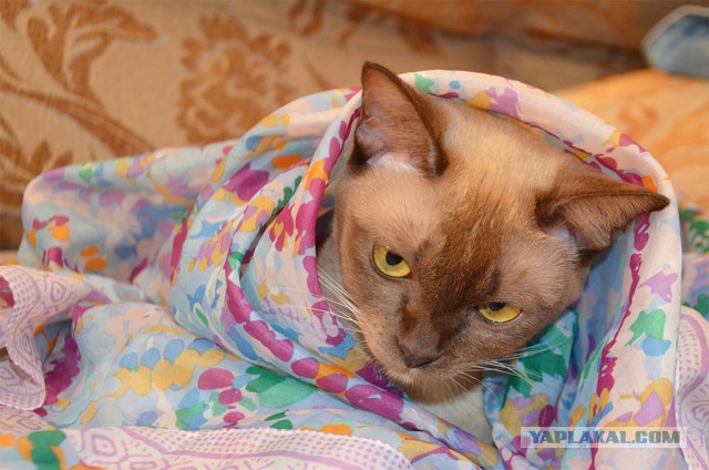 Котовторник 20.10.2015