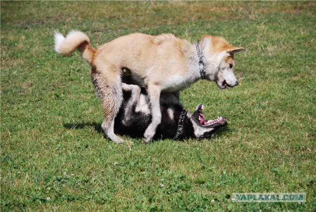 Собакочетверг же, ау!