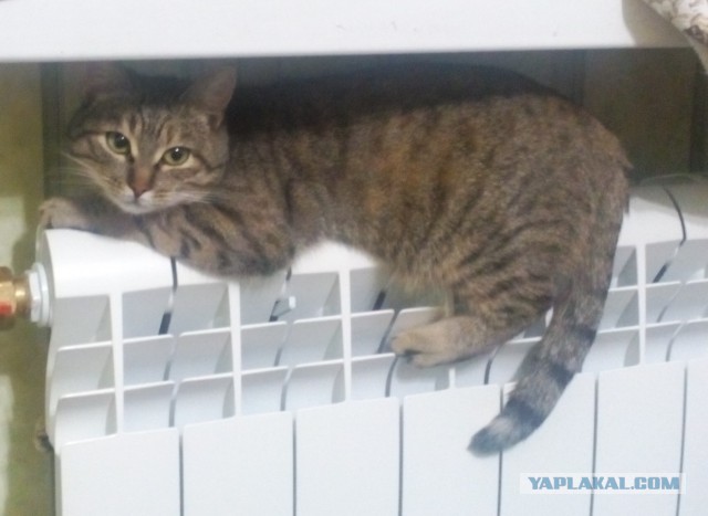 Котооо-о-о-вторник