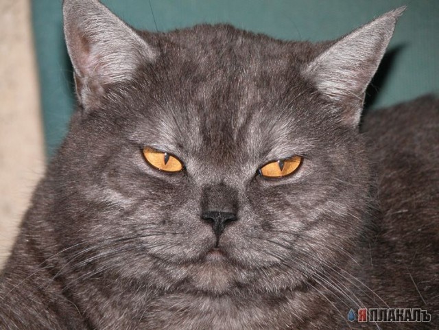 Коты, кошки, котята